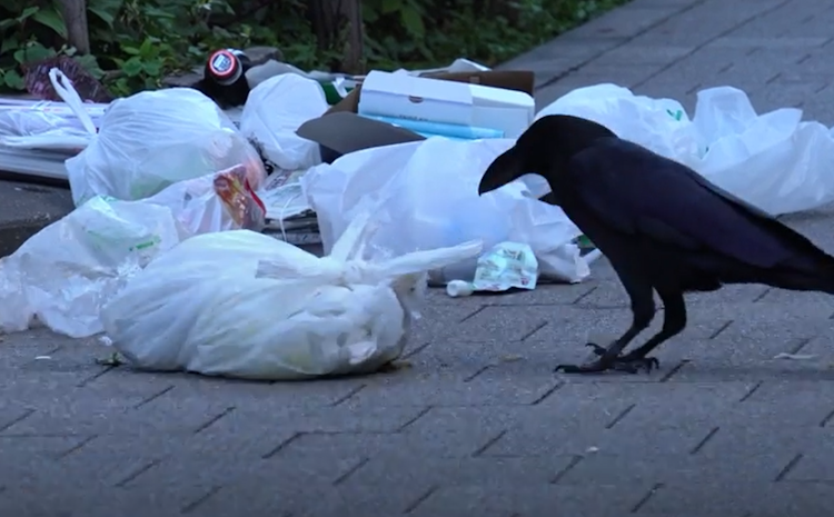 birds can recycle food packaging